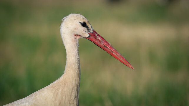 Versonnex, Auvergne-Rhone-Alpes, France - 14 August 2026: View of a white stork with its distinctive red beak and white plumage during its migration, captured in a natural setting.