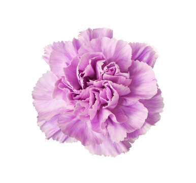 Purple carnation flower isolated on white or transparent background. Top view.