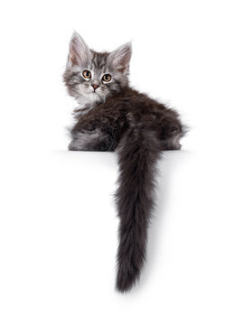 Adorable blue Maine Coon cat kitten, laying backwards on an edge. Tail hanging down. Looking over shoulder towards camera. Isolated on a white background.