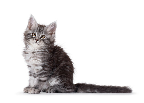 Adorable blue Maine Coon cat kitten, sitting up side ways. Looking curious above and beside camera. Isolated on a white background.
