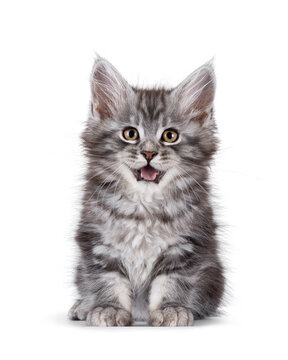 Adorable blue Maine Coon cat kitten, sitting up facing front. Looking dumb towards camera. Isolated on a white background.