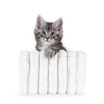 Adorable blue Maine Coon cat kitten, sitting facing front in white aux fur basket. Looking towards camera. Isolated on a white background.