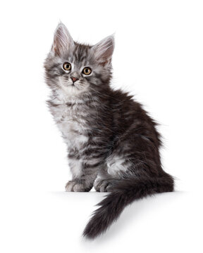 Adorable blue Maine Coon cat kitten, sitting up side ways. Looking curious towards camera. Isolated on a white background.