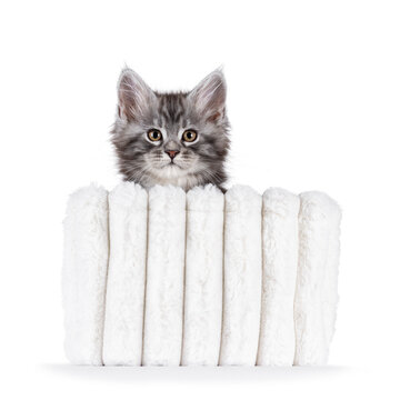 Adorable blue Maine Coon cat kitten, sitting facing front in white aux fur basket. Looking towards camera. Isolated on a white background.
