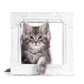 Adorable blue Maine Coon cat kitten, stepping throught white photo frame. Looking towards camera. Isolated on a white background.
