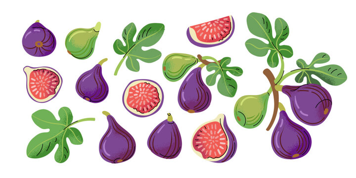Hand drawn fig fruit and leafy botanical elements isolated on a white background. Colorful vintage-inspired illustrations of whole and sliced figs for food packaging, branding, menus, posters, and sto