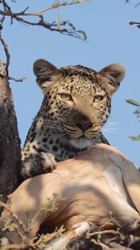 Leopard sitting in tree branch with hunted prey kill looking around