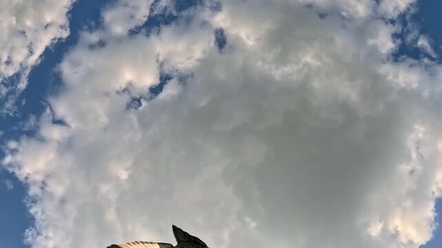 Two pigeons flap their wings as they fly overhead against a bright cloudy sky, turning erratically and gliding close to the camera lens throughout the daylight.