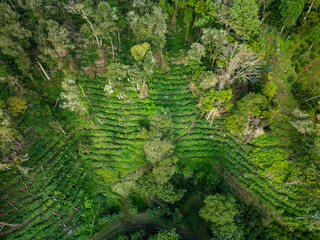 Fototapeta premium Coffee farm plantation on a mountain landscape in Boquete, Chiriqui, Panama, with rows of crops and surrounding forest, showing agriculture and natural beauty from above - stock photo