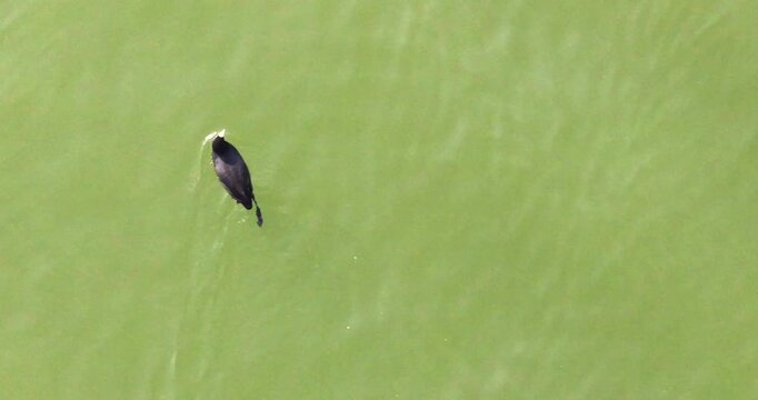 Top-Down Aerial View of a Common Coot Swimming Across Green Water at Pong Dam Lake, Showing Lobed Feet Propelling the Bird Forward