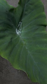 Water on the leaves of the kachu tree