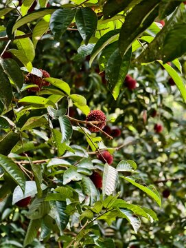 A bunch of pulasan on a branch