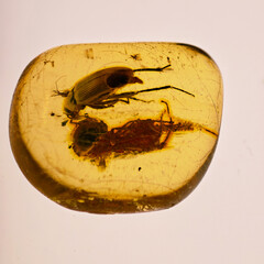 Ancient Insect Fossils Preserved in Golden Amber Stone with Detailed M © Marcin