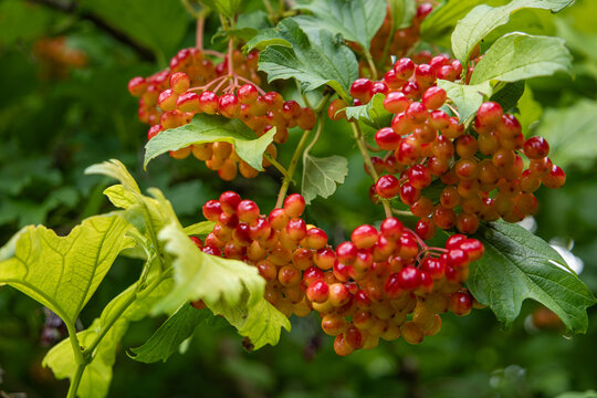 Unripe green and orange viburnum opulus berries hanging on bush branch near rustic wooden house wall. Guelder rose shrub in country garden. Autumn seasonal harvest and countryside background.