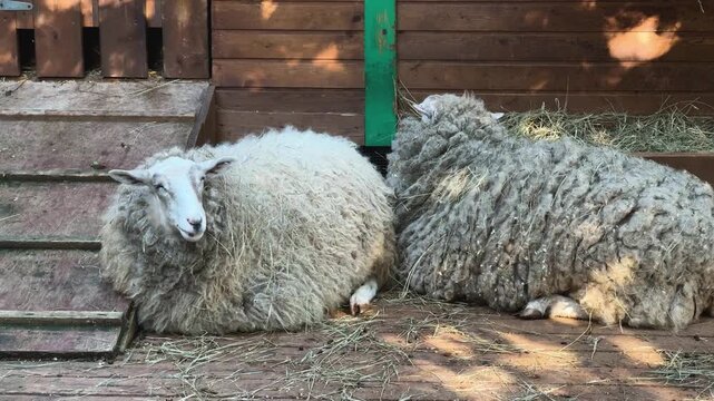 Two sheep resting on a wooden farm platform beside hay. Domestic livestock in a rural animal shelter, agricultural husbandry and countryside life concept.