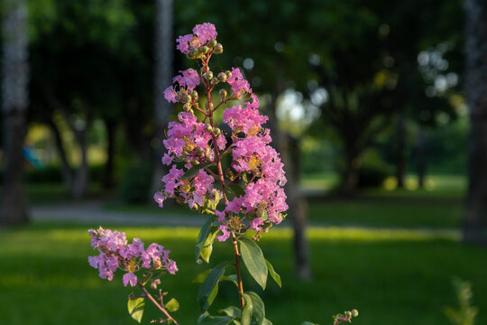 Delicate inflorescence of crape myrtle with pink flowers on background of blurred park greenery in Mediterranean region.