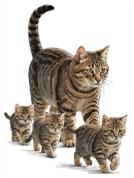 Felis catus family illustration art