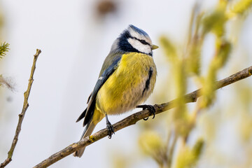 Blue Tit Perching © tan4ikk
