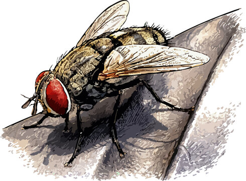 Musca domestica illustration art