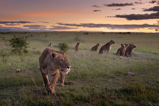 Lionesses and their cubs resting on a rock in the Maasai Mara National Reserve, Kenya, enjoying the vast African savanna landscape