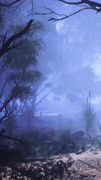 A mist covers the forest as the sun rises. Trees and shrubs are visible in the background. The ground has some dry leaves and small plants scattered about.