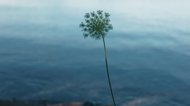 A white flower quietly blooming along the shores of Lake Toya
