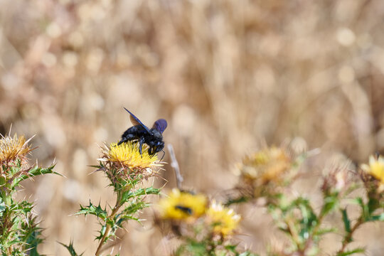 Black carpenter bee collecting pollen on yellow thistle flower in Justel