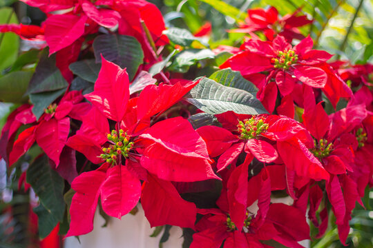 Close-up of vibrant red poinsettia (Euphorbia pulcherrima) flowers with green leaves in full bloom at a garden exhibition