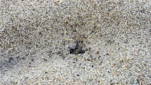 Black ants colony building an anthill nest