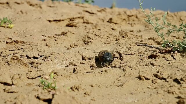 Dung beetle rolls ball of dung across sandy terrain in natural habitat