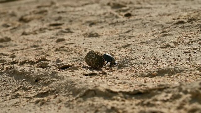 Dung beetle rolls ball of dung across sandy terrain in natural habitat