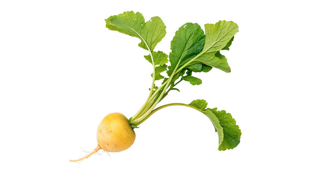 Fresh organic yellow radish daikon with green leaves isolated on transparent background