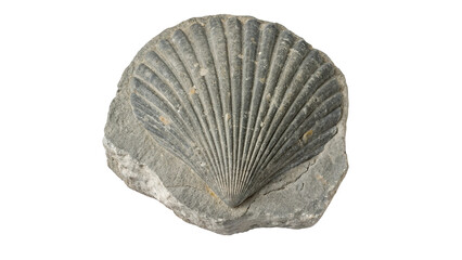 Ancient prehistoric fossil shell imprint on stone isolated on transparent background © Olga