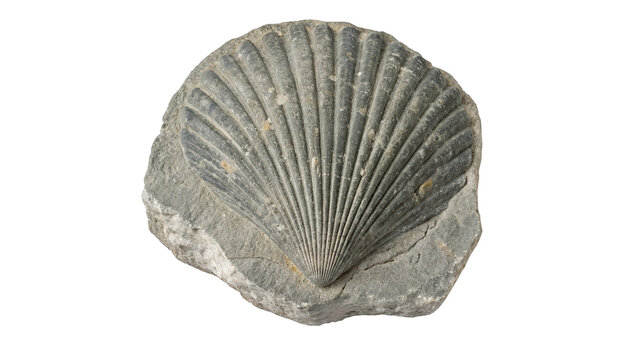 Ancient prehistoric fossil shell imprint on stone isolated on transparent background