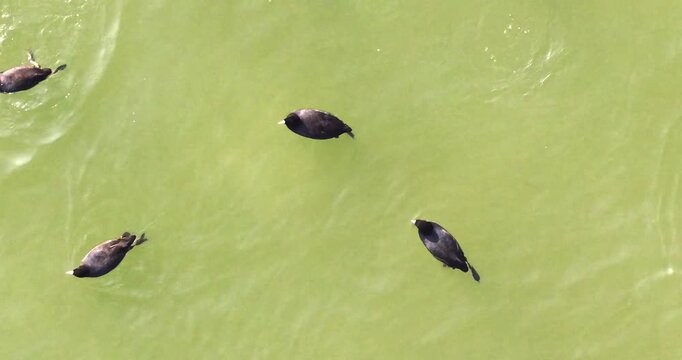 Top-Down Aerial View of Multiple Common Coots Swimming Across Green Water at Pong Dam Lake, Showing Lobed Feet and Rippling Trails