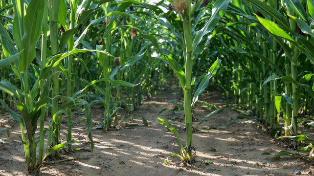Green corn plants growing across an agricultural field, showing healthy crop development and seasonal farming landscape