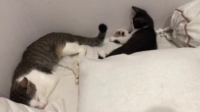 A kitten is playing with another cat's tail which is moving and funny on a soft white bed.