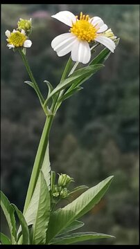 Close-up vertical shot of a beautiful white daisy swaying gently in the wind with a soft green background.