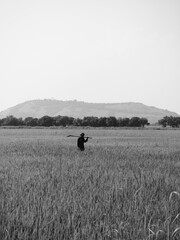 Fototapeta premium Silhouette of a rice field farmer in Siem Reap Cambodia with Phnom Kroam mountain in the background