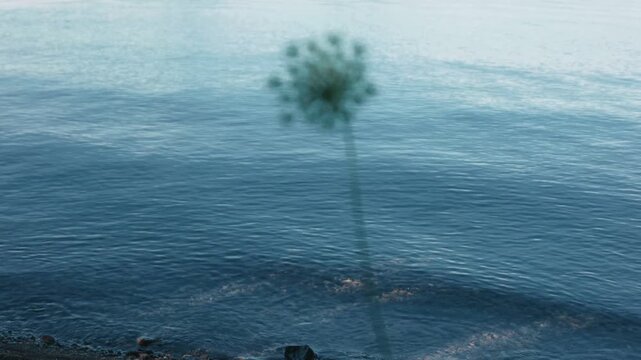 A white flower quietly blooming along the shores of Lake Toya
