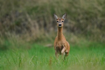 A roe deer in the nature habitat. Capreolus capreolus © Monikasurzin