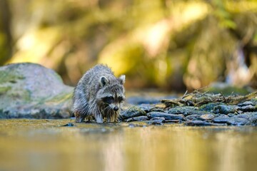 A northern Raccoon splashes water in a forest stream. A cute raccoon in the nature habitat. Procyon lotor © Monikasurzin