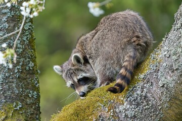  A northern raccoon climbs on a tree. A cute raccoon in the nature habitat. Procyon lotor © Monikasurzin