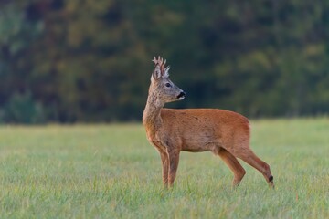 A beautiful roebuck stands on the meadow. A roe deer in the nature habitat. Capreolus capreolus © Monikasurzin