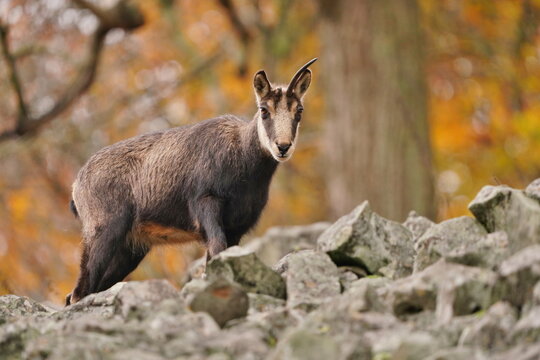 a chamois with a broken horn stands on a rubble field. A chamois in the nature habitat. Wildlife scene with a chamois. Rupicapra rupicapra