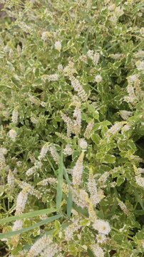 Honeybee Flying and Collecting Nectar on Purple Spearmint Blossoms