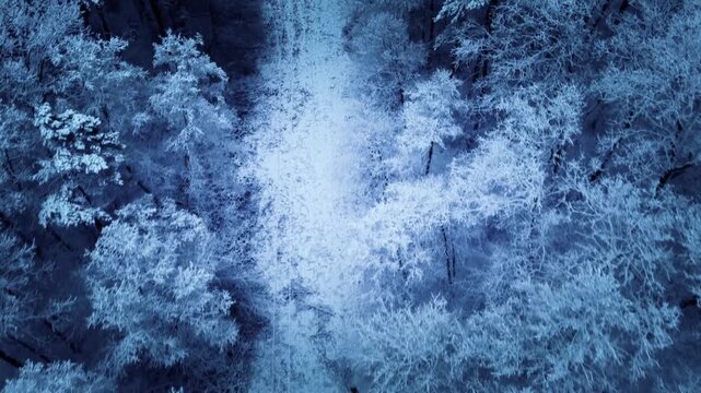 Cinematic Top Down Aerial Drone View of Snow Covered Forest Path in Winter Tranquility