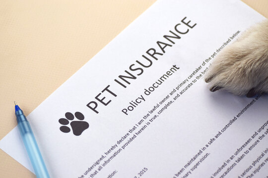 Animal insurance to protect pets health.
