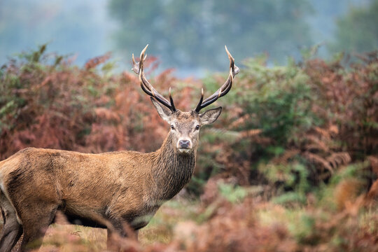 Beautiful colourful portrait of red deer Cervus Elaphus in Autumn Fall forest landscape