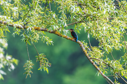 Beautiful bright portrait of Kingfisher Alcedines Alcedinidae in tree during Summer